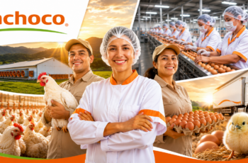 Ofertas de trabajo en Bachoco 2026: Requisitos y Cómo Postular a las Vacantes Ofertas de trabajo en Bachoco 2026: Requisitos y Cómo Postular a las Vacantes